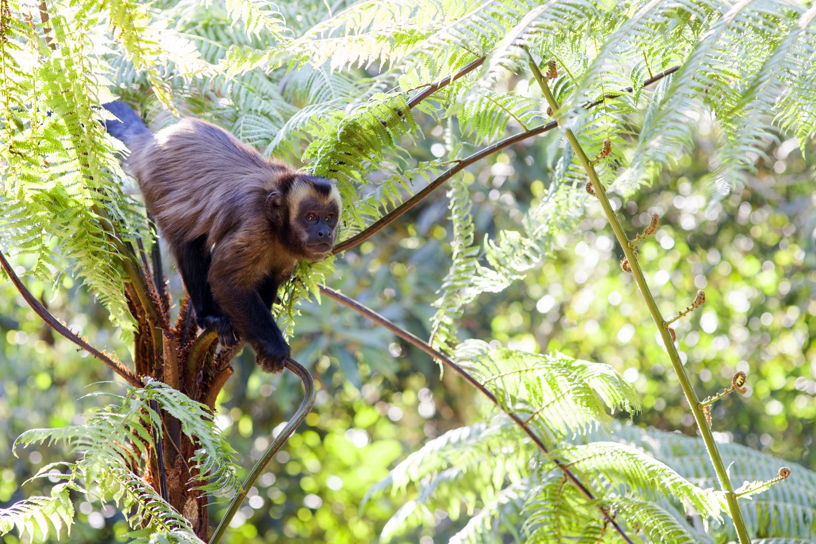 Peru Wildlife & Culture Adventure