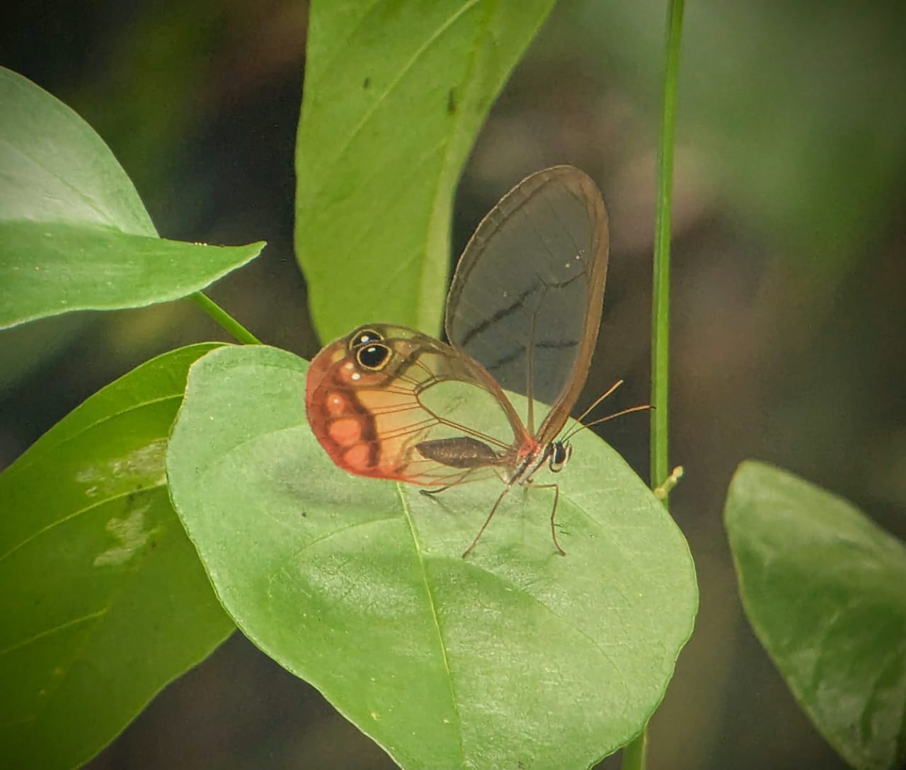 Argentina & Chile G. Wolfe