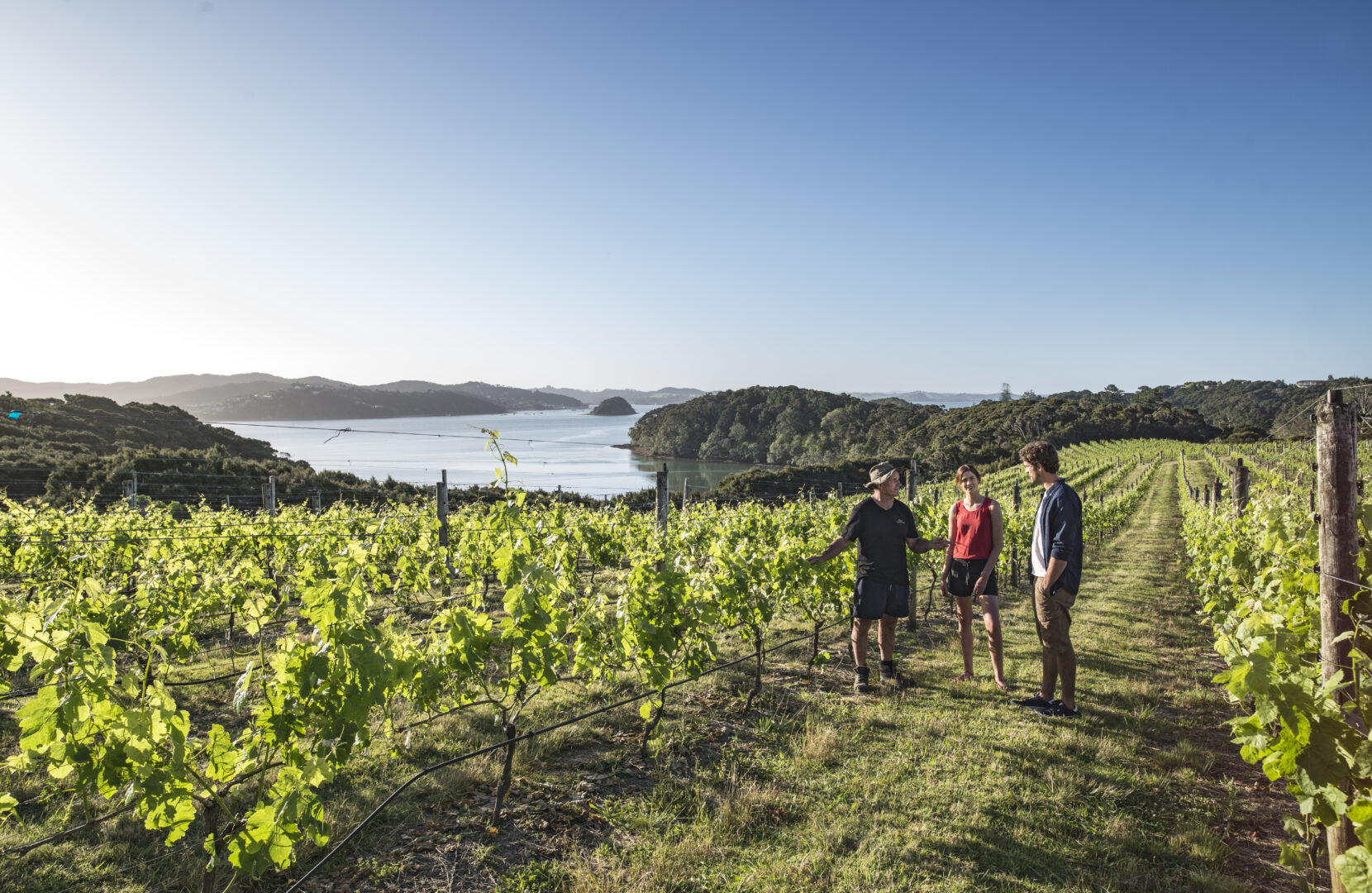 culinary travel experiences: Guiding through a vineyard in Bay of Islands Northland, New Zealand : Romantic Trips