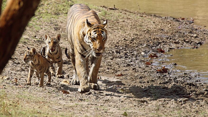 Tiger and her cubs 