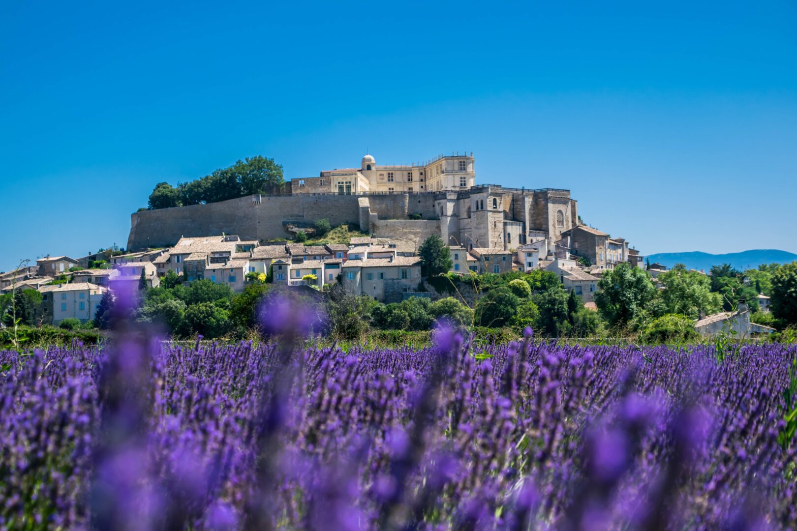 A field of lavender in front of the village of Grignans, Provence, France