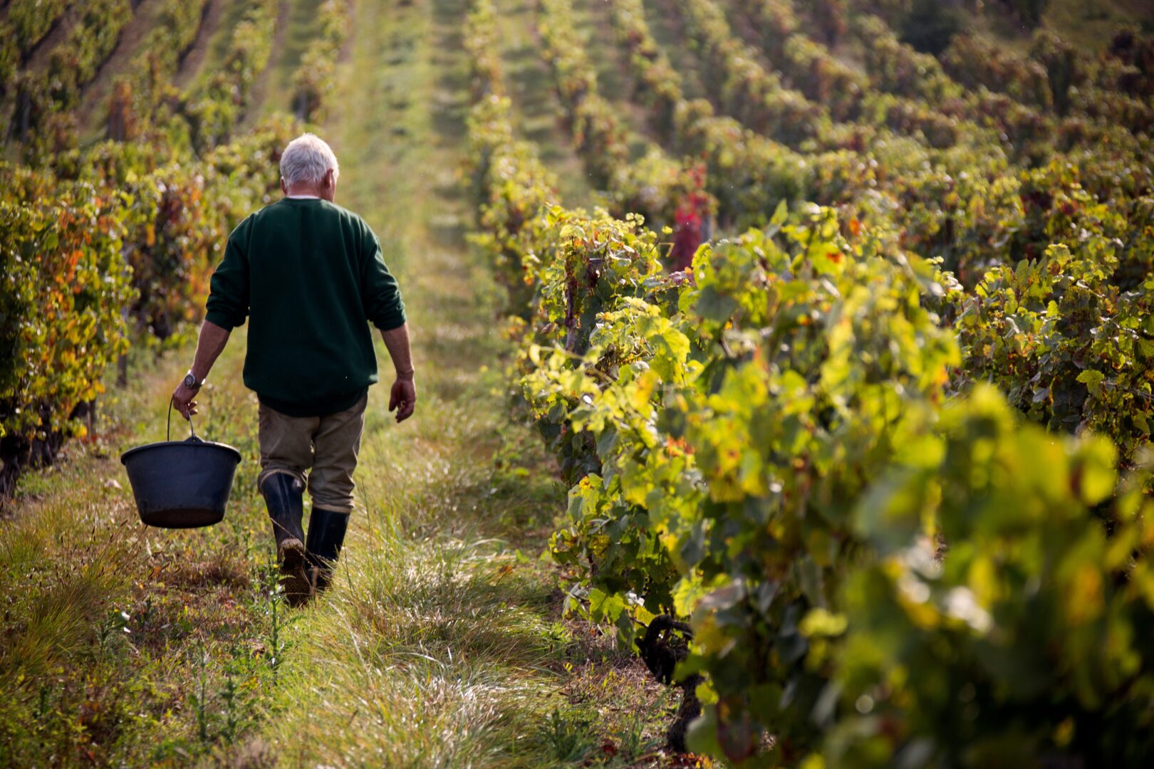 Vineyard in Burgundy, France