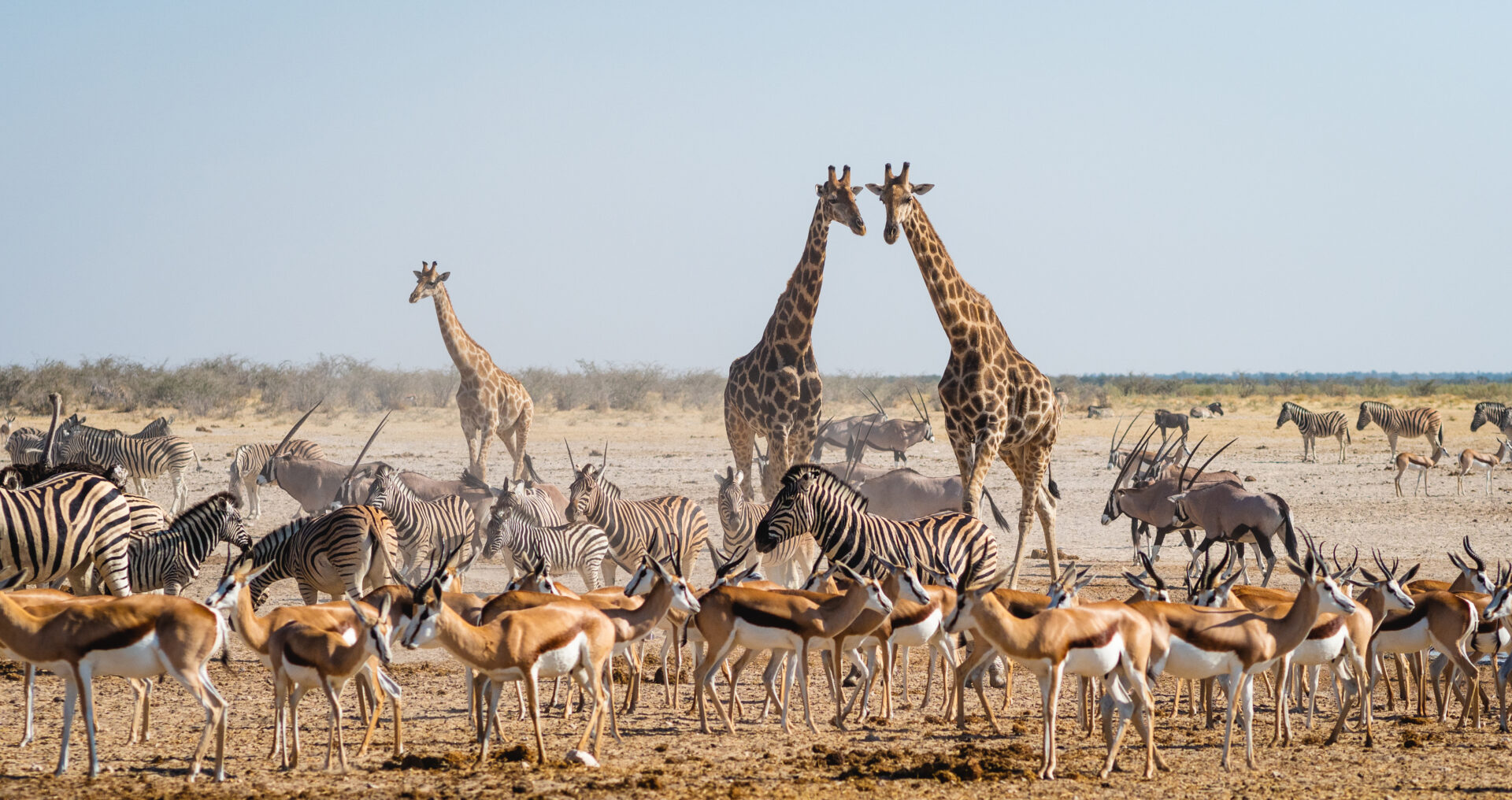 Wildlife around a watering hole in Etosha, Namibia