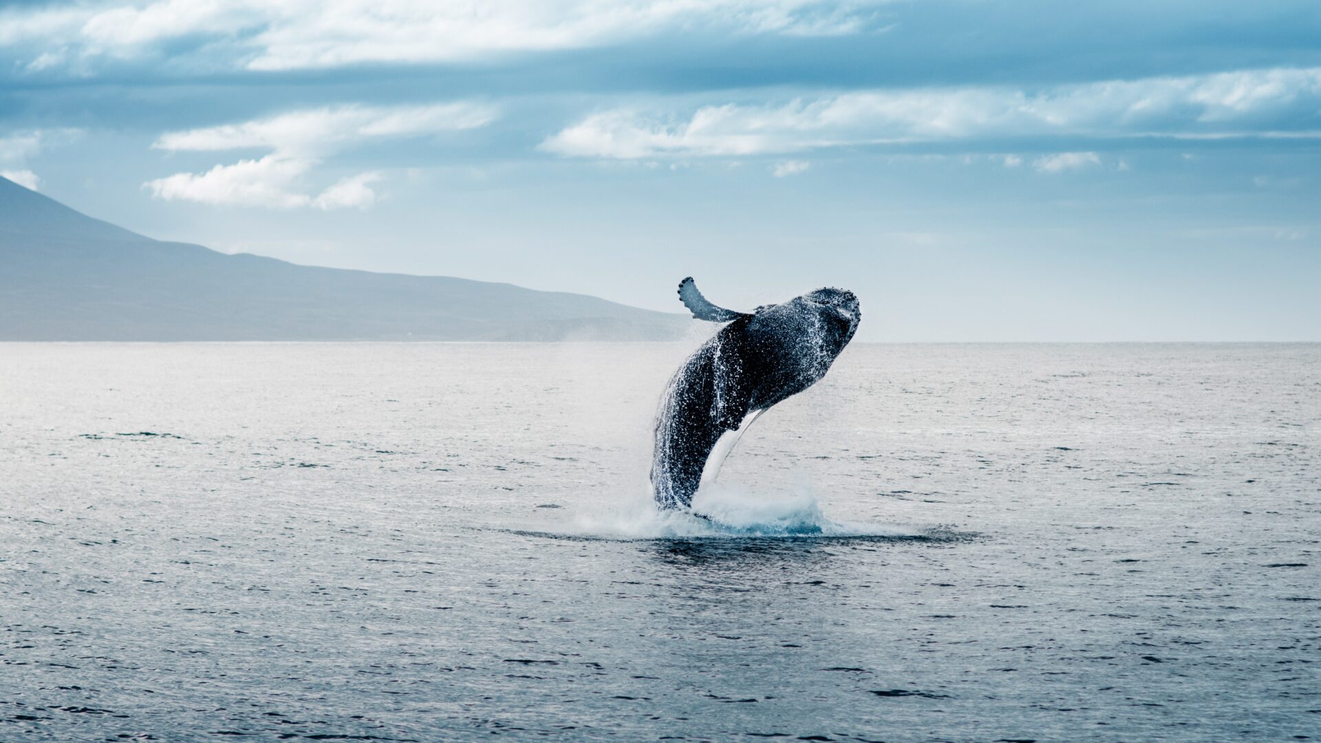 Humpback whale in Iceland on a whale watching tour