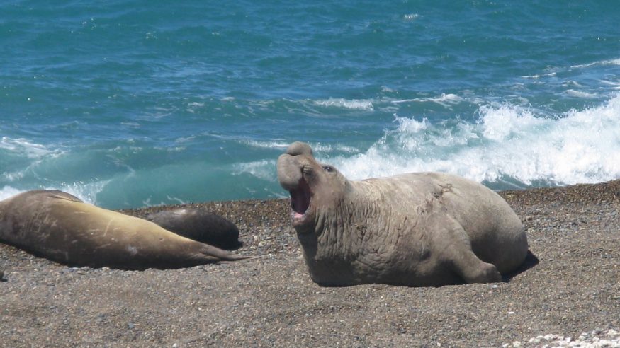 Peninsula Valdez - Elephant Seal