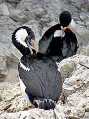 Blue Eyed Shag - galapagos islands cruises - vaya adventures