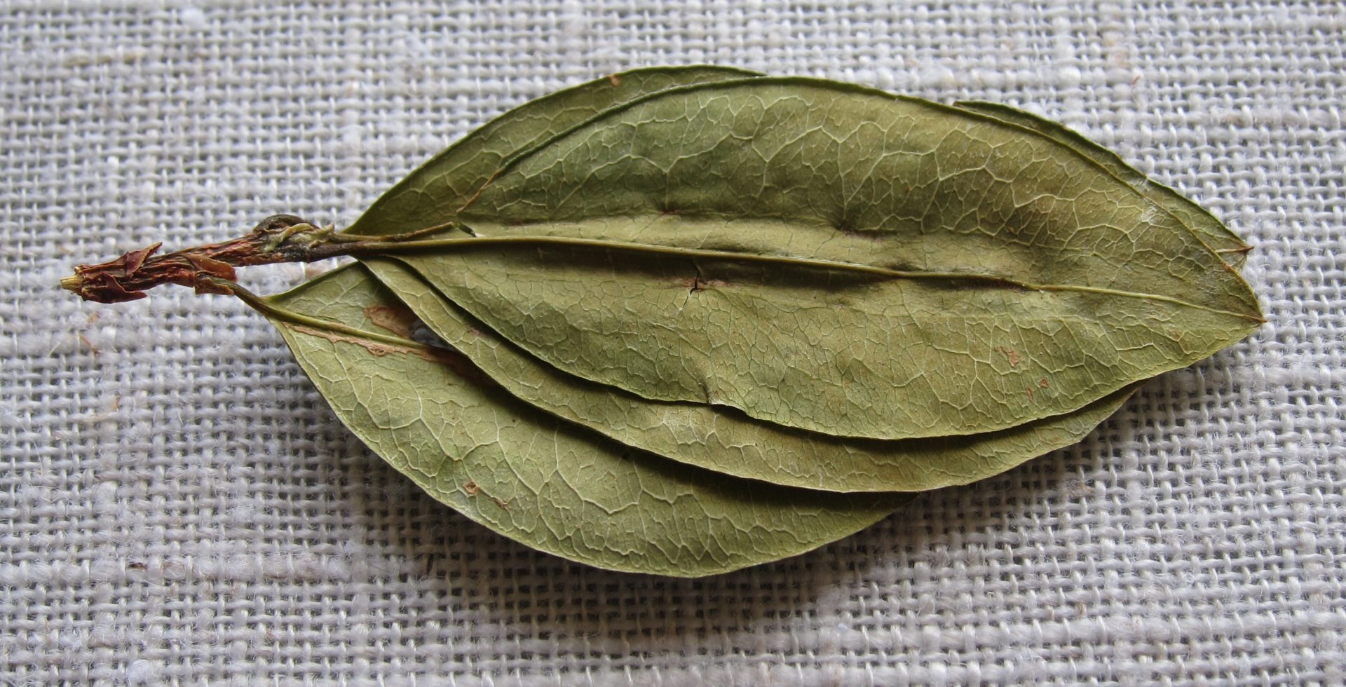 Coca leaves