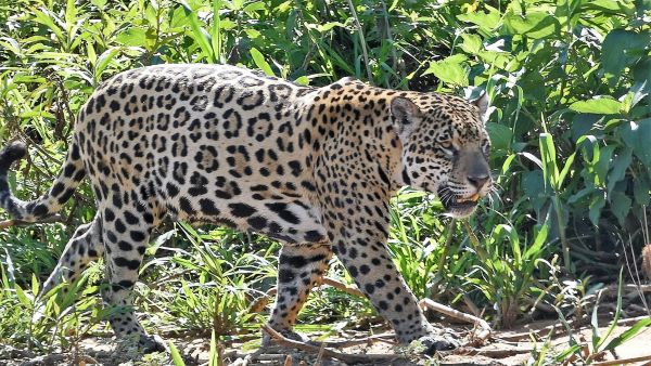 A close-up of a large jaguar walking along a lush, green forested riverbank in the Pantanal of Brazil.