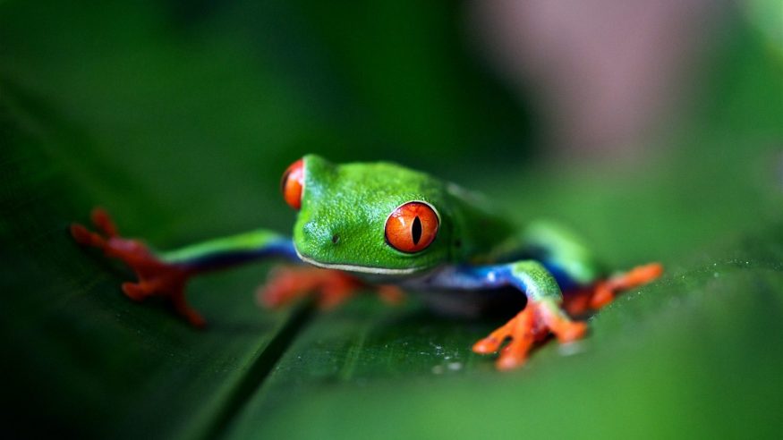 Costa Rica - Wildlife