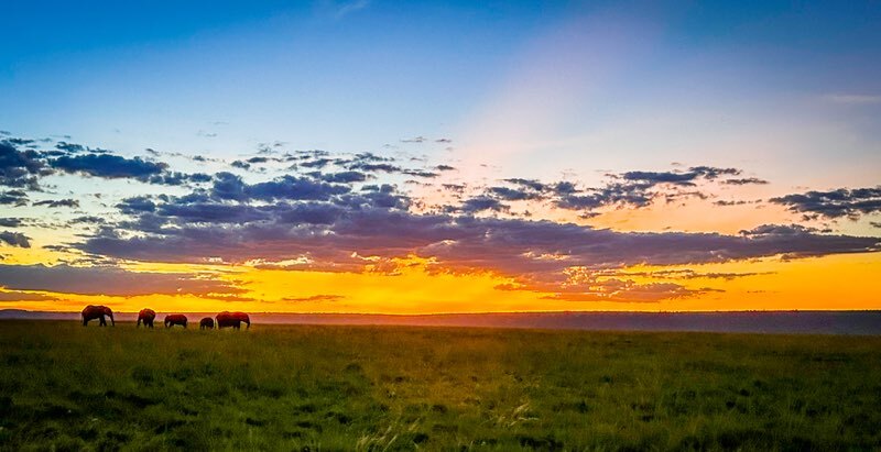 Elephant Sunrise - Kenya & Tanzania D. Foils