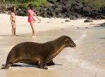 Galapagos sea lion_Photo by Max Aliaga