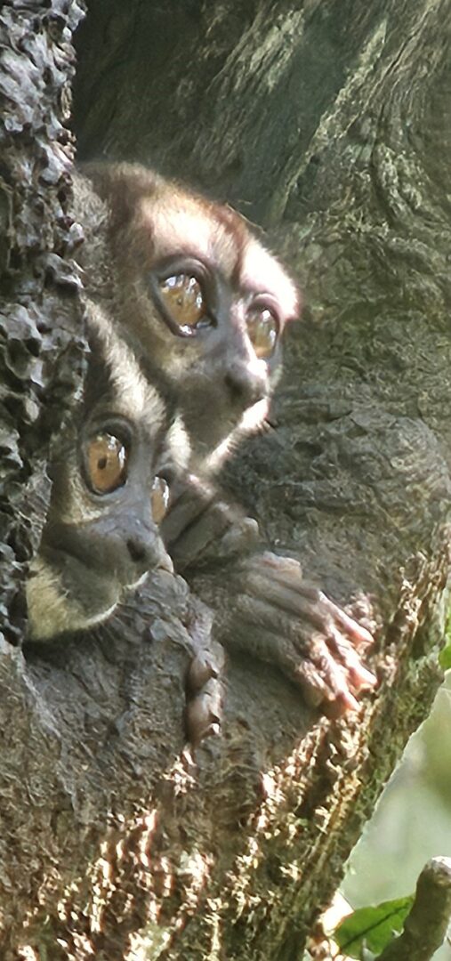 Napo Wildlife Center, Ecuador - E. Duggan