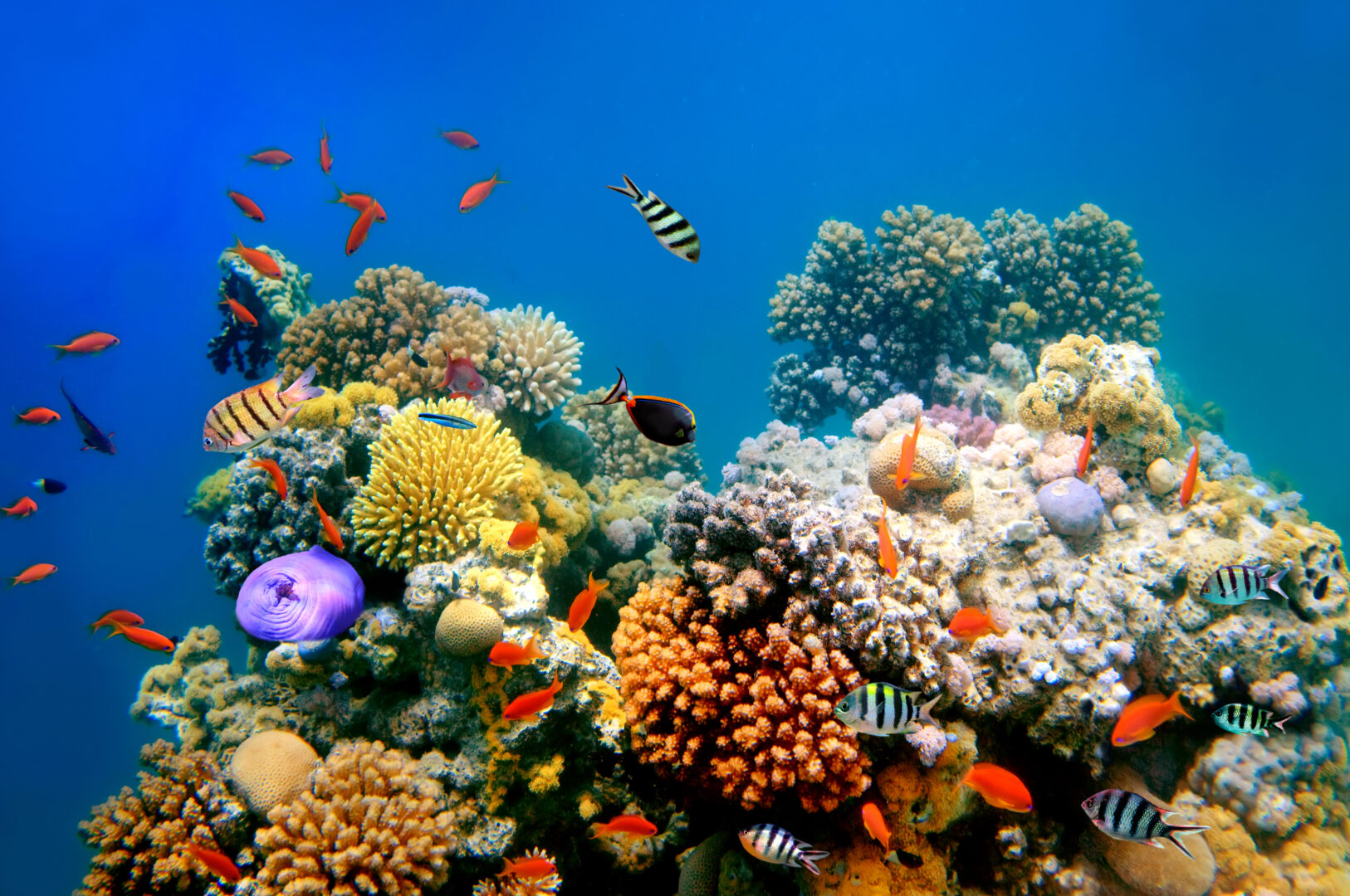 Egypt_Red Sea_Diving_coral reef and fish