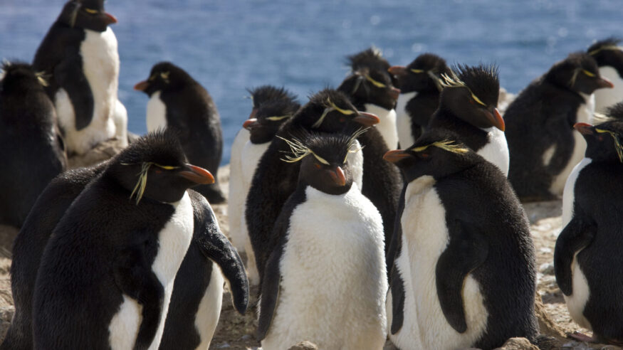 Rockhopper Penguin colony (Eudyptes Chrysocome) on Pebble Island in West Falkland in The Falkland Islands