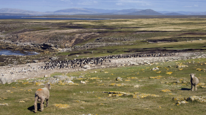 Rockhopper Penguin colony (Eudyptes Chrysocome) on Pebble Island in West Falkland in the Falkland Islands.