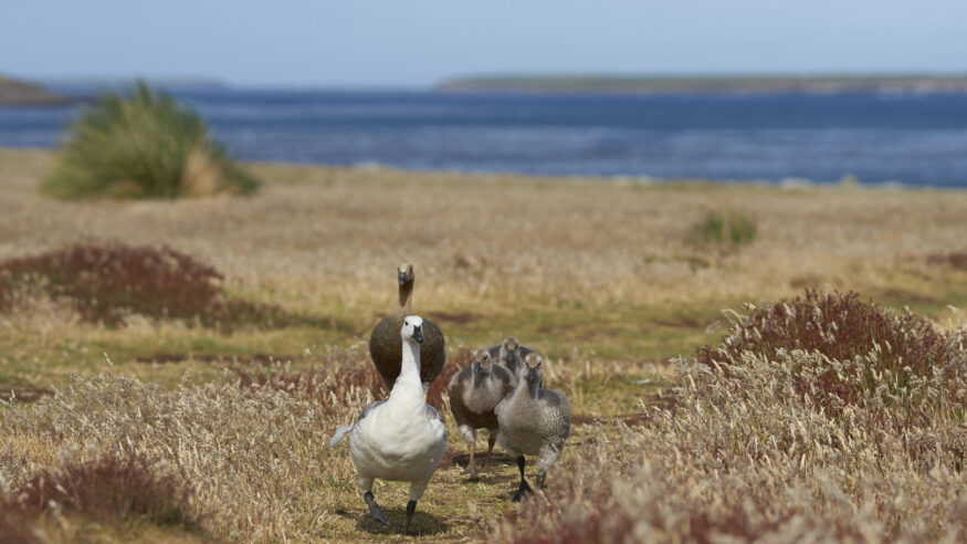 Upland Geese (Chloephaga picta leucoptera) with juvenile goslings walking through a grassy meadow on Sea Lion Island in the Falkland Islands.