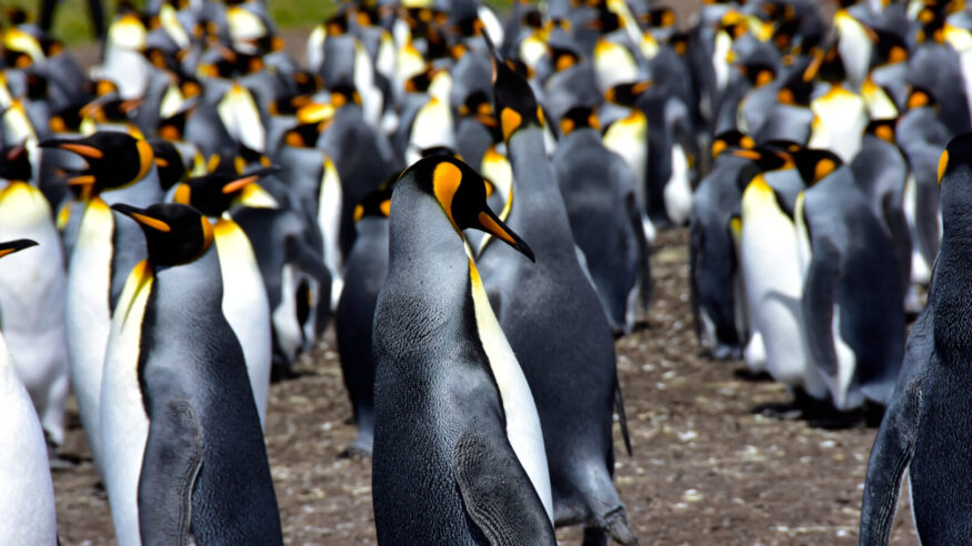 King Penguin colony at Volunteer Point, Falkland Islands.