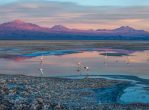 Flamingos in the desert - photo by Alto Atacama