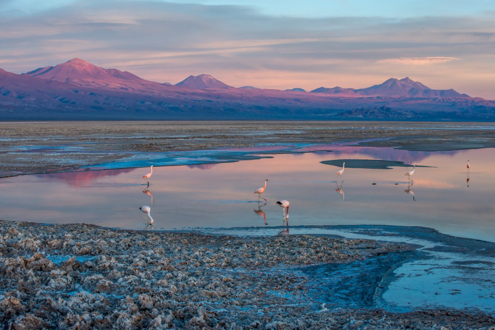 Flamingos in the desert - photo by Alto Atacama