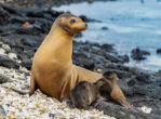 Mother and baby sea lion in the Galapagos Islands