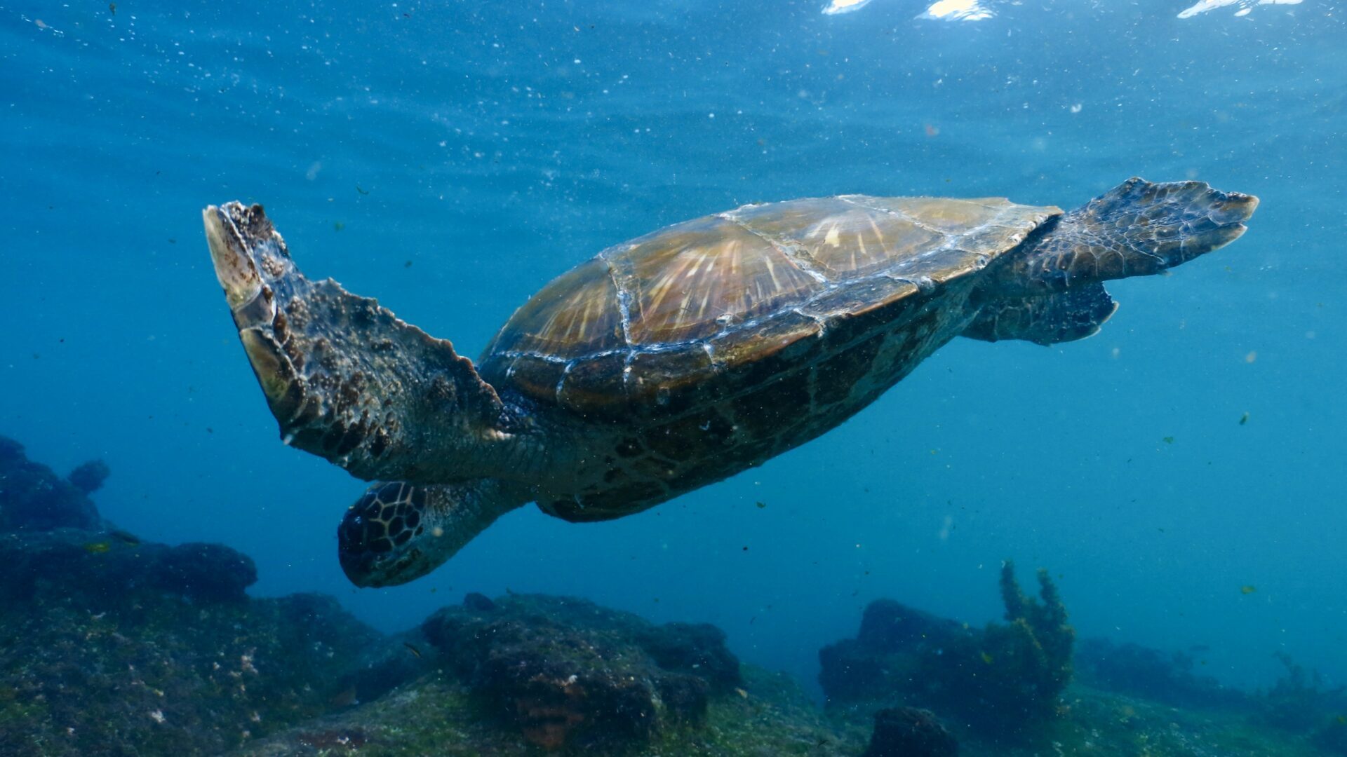 Galapagos sea turtle