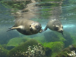 Galapagos sea lions