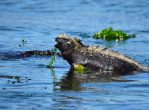 Galapagos Marine Iguana