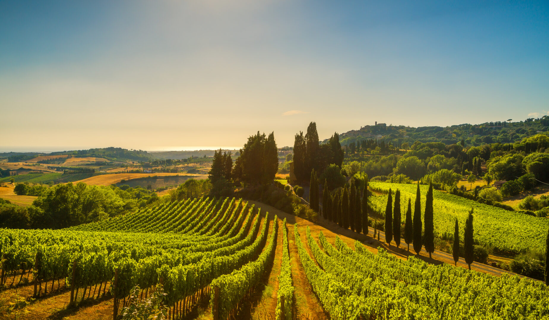 Tuscany vineyard