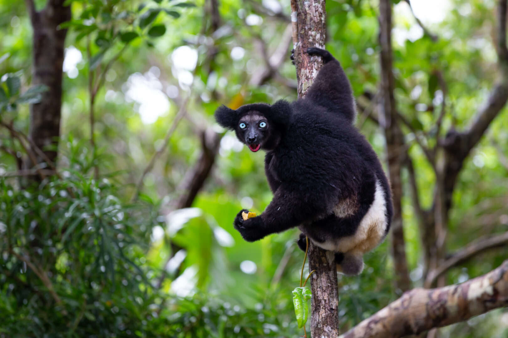 Madagascar: A Lemur Extension