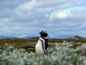 Magellanic Penguin, Chilean Patagonia