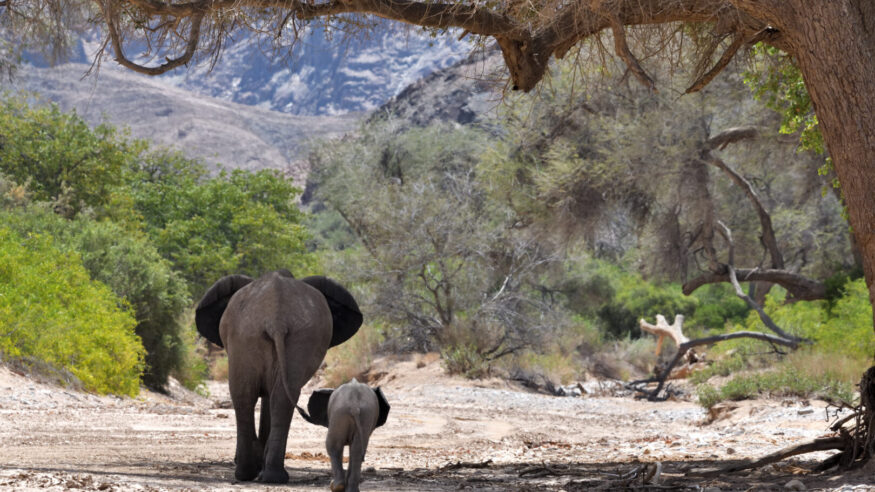 The mother and the young elephant have their back to the camera, and are walking away through the dry river bed. The calf is at his mother’s side. They are framed by a tree, and in the distance the mountains can be seen.

Desert adapted elephants are not a separate species but do have several adaptations developed to help them live in the desert. This includes larger feet, thinner legs and smaller bodies than their savannah dwelling brothers.

The photo was taken in a remote area of the Hoanib River near Sesfontein, on the Damaraland and Koakoland border, in the Kunene Region of North West Namibia, in February 2020