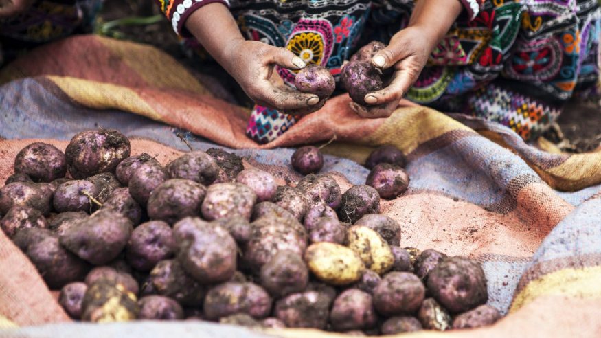 Peru_Andean potatoes