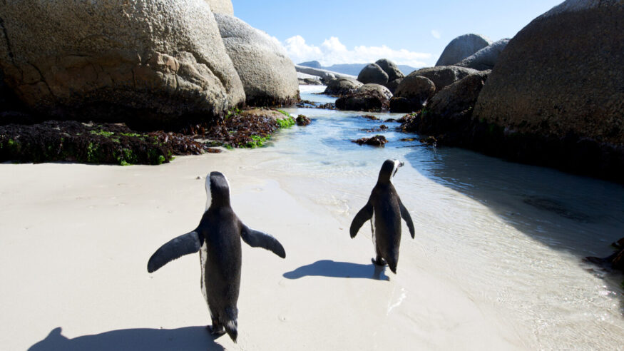 African jackass penguins spread theit wings at Boulder's Beach,Cape Town