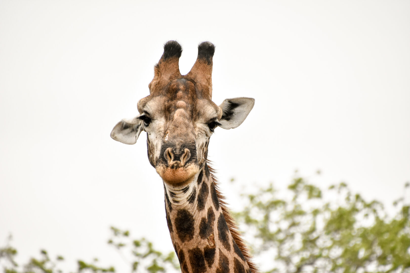 South Africa Family Safari