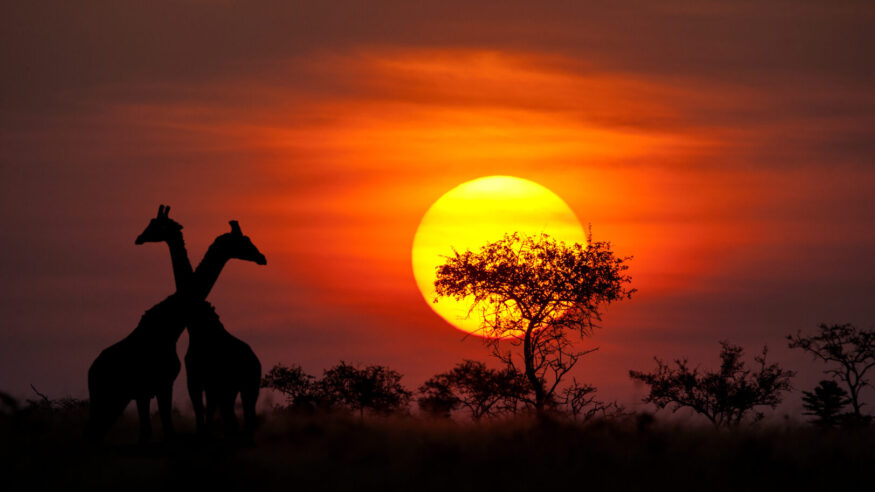 Maasai Giraffes (giraffa tippelskirchi) and an Acacia tree on the Selous Game Reserve, Tanzania
