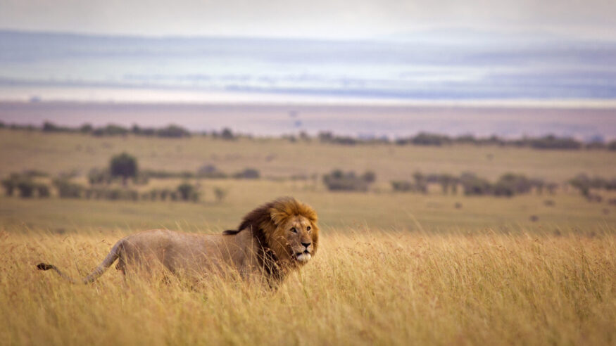 A lion in high grass with rolling landscape beyond - Masai Mara, Kenya