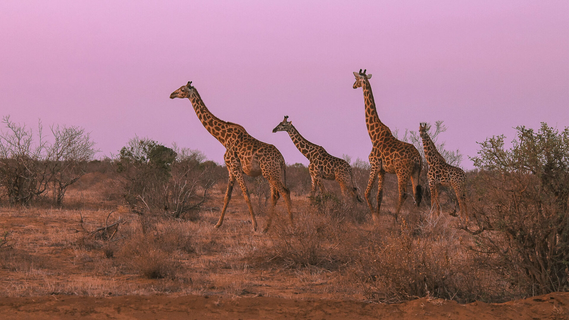 Iconic Itineraries: Sunset view of giraffe family walking on the plains in Kenya