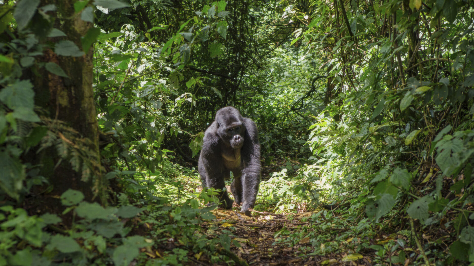 unique travel destinations: Gorilla walking in the mountains in Rwanda