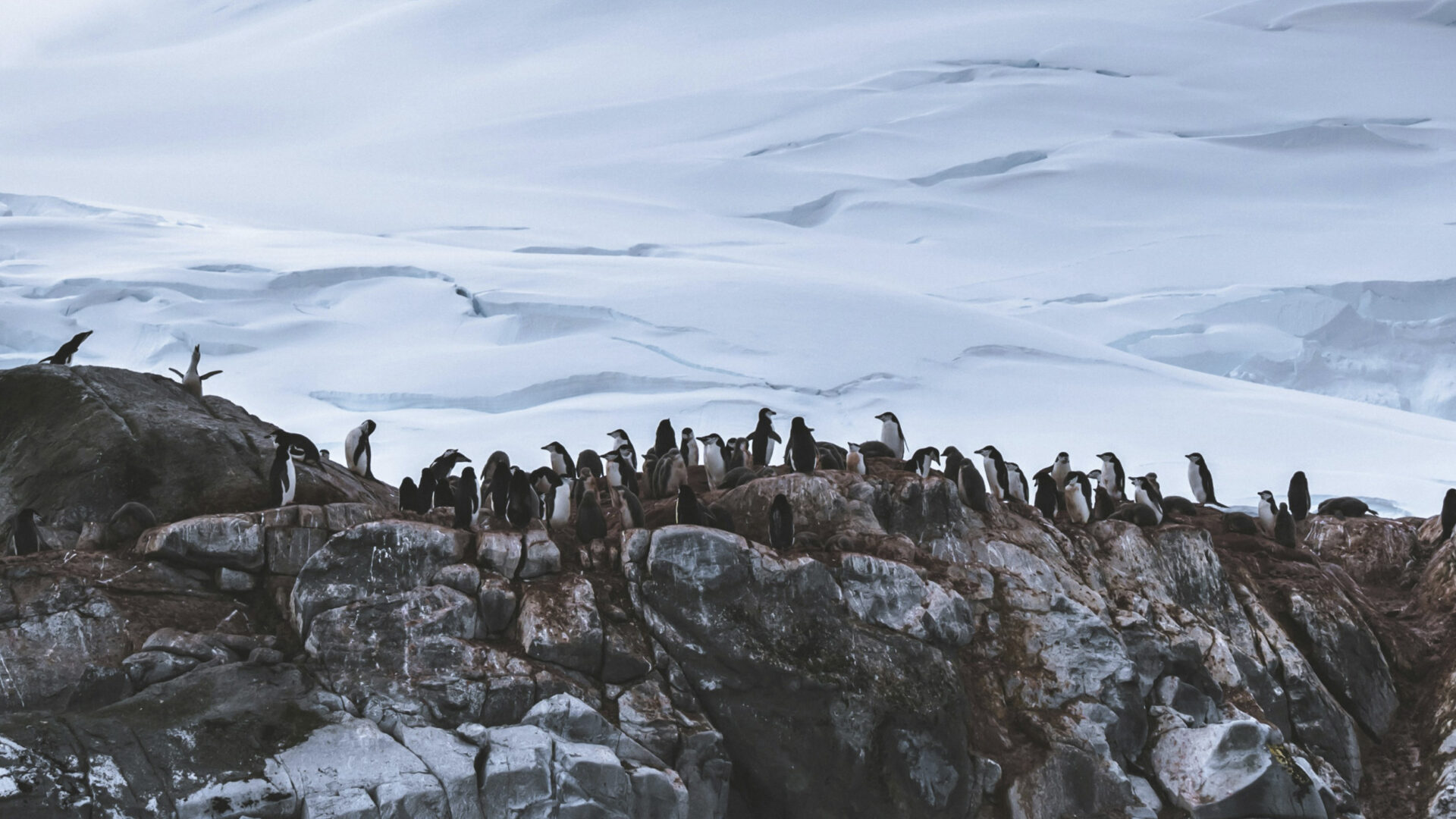 Luxury Antarctica Trip