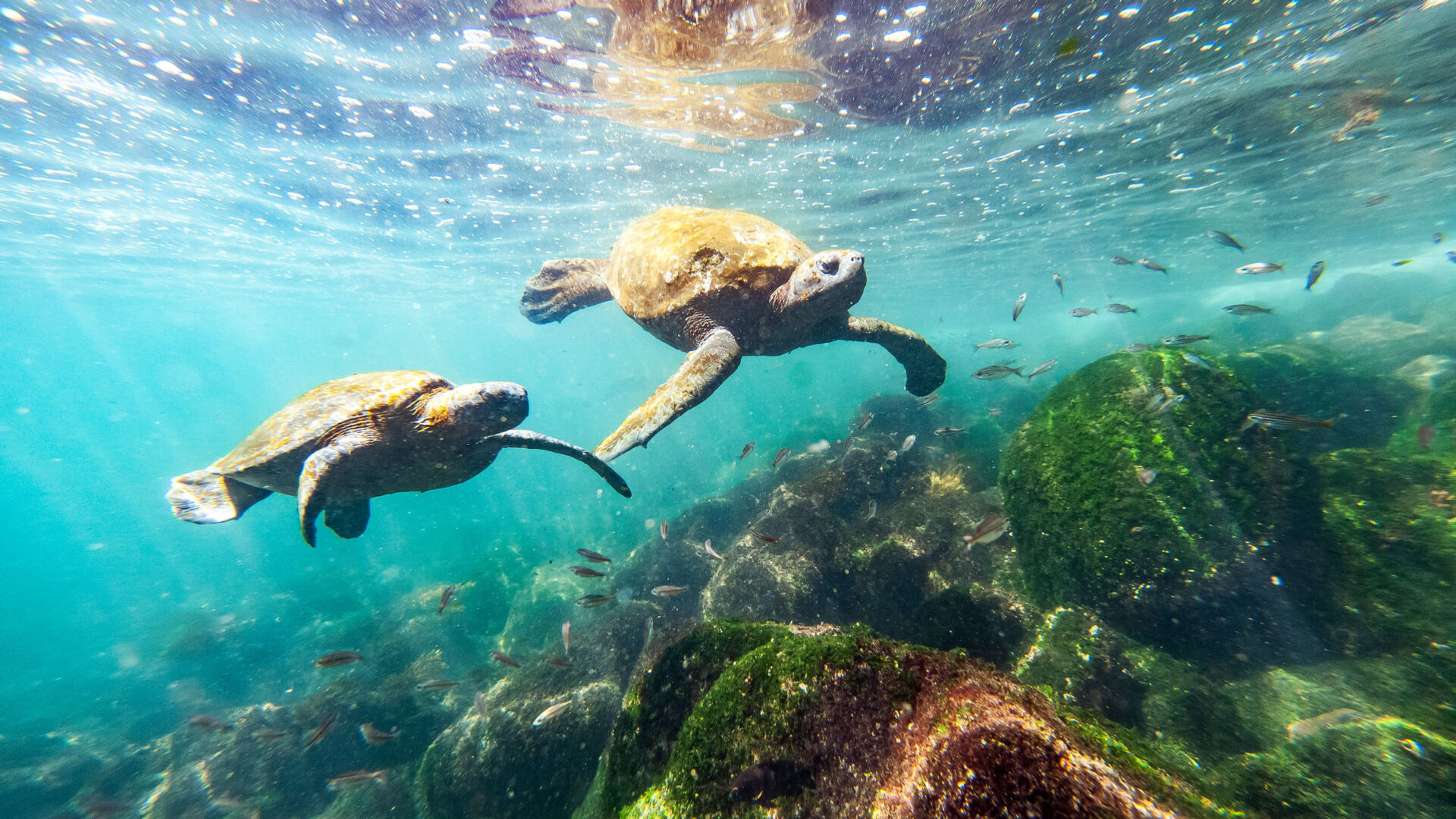 Wildlife Vacations: Turtles swimming in the Galapagos.