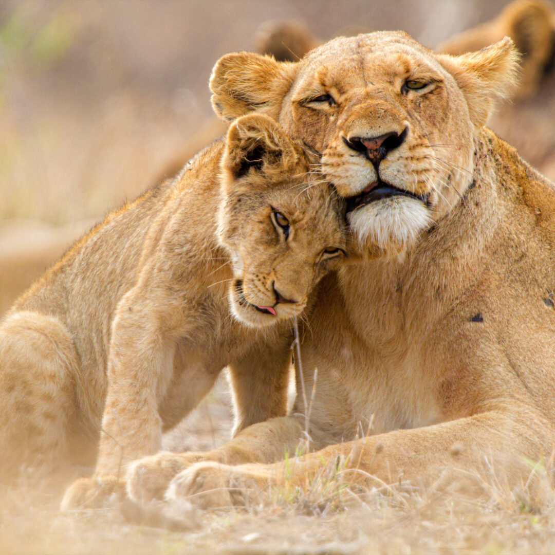 tailor made south africa itineraries