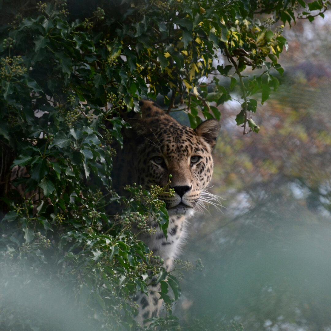 travel south america