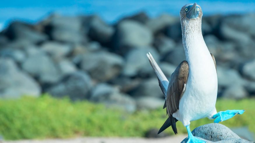 Blue-footed booby in the Galapagos Islands