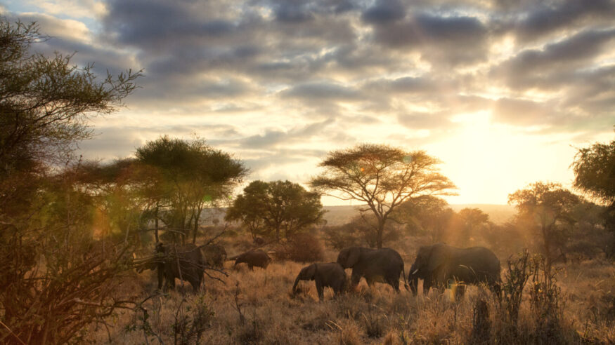 A family of elephants in Tarangire National park, Tanzania