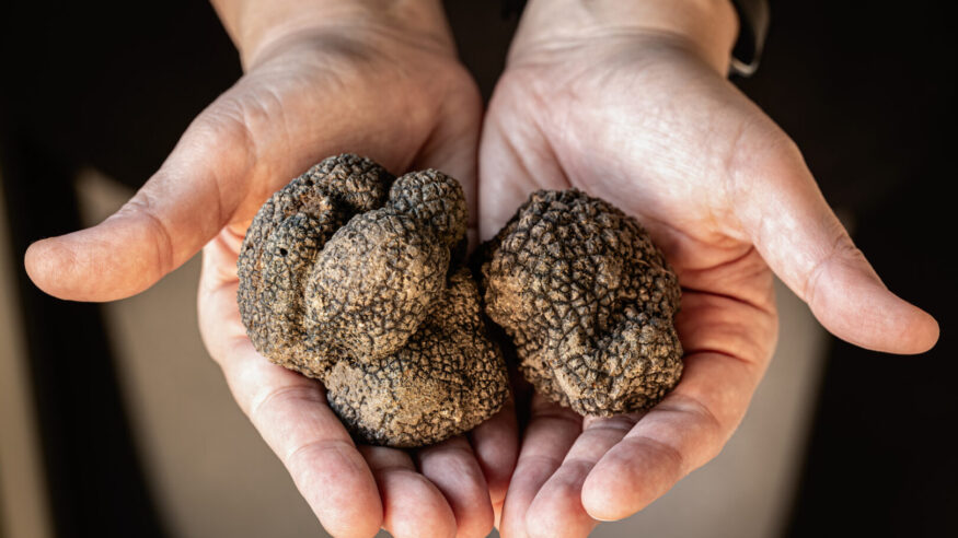 Truffles are ectomycorrhizal fungi and are therefore usually found in close association with tree roots.