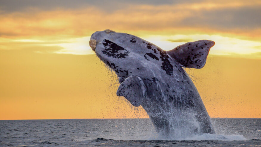 Southern Right Whale jumping oit the water in Península Valdés Patagonia Argentina