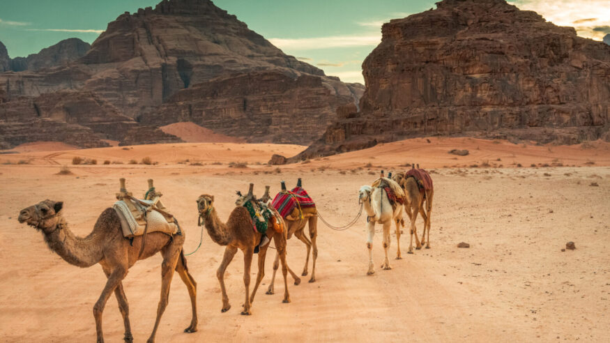Camels riding in Wadi Rum desert, Jordan, Unesco Heritage