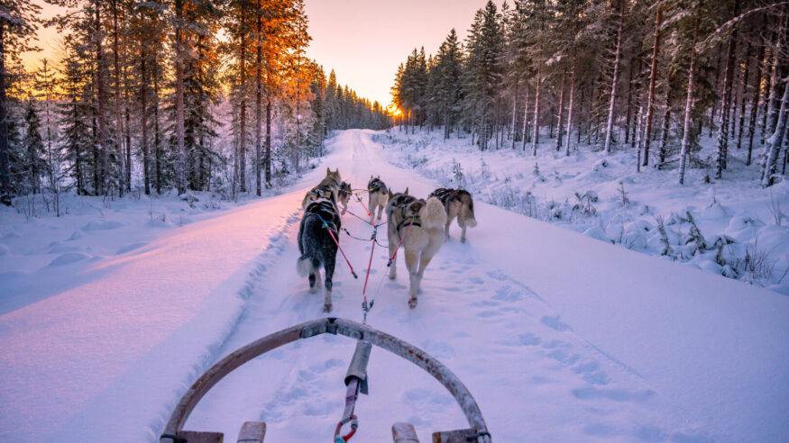 husky dog sleding during sunset