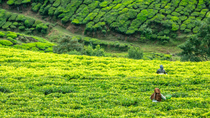 Workers collecting tea leaves 