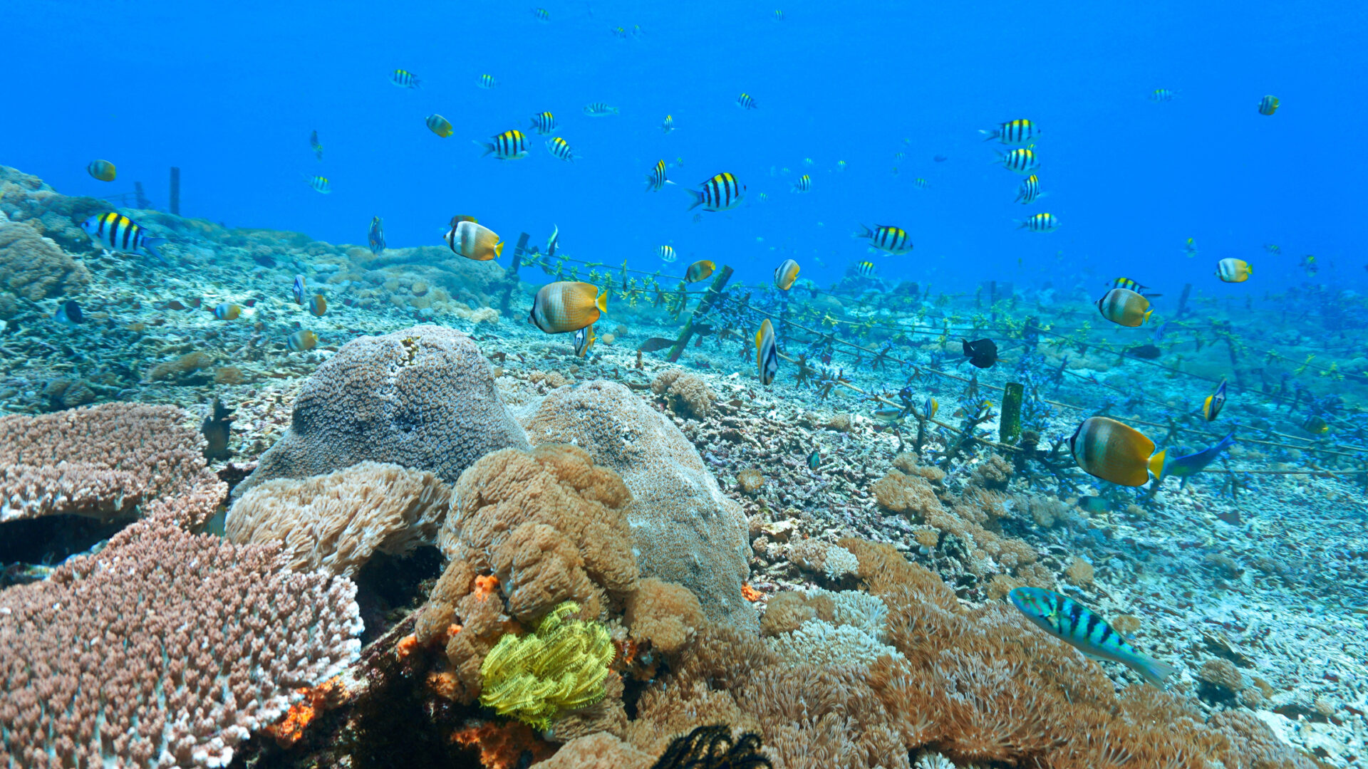 Coral reefs at Nusa Lembongan island, Bali, Indonesia